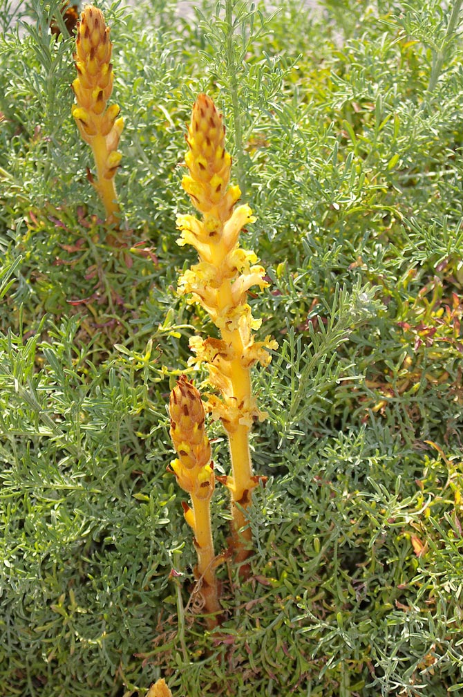 Orobanche elatior / Succiamele della centaurea